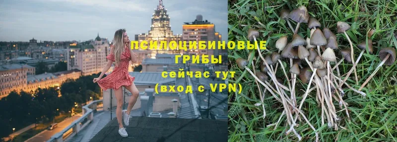 Галлюциногенные грибы Psilocybe  что такое   Фёдоровский 